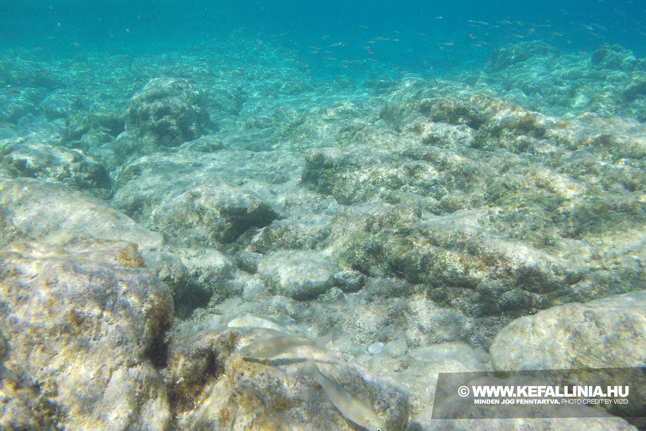 Búvárkodás, tengeri élővilág, halak a görög tengerekben