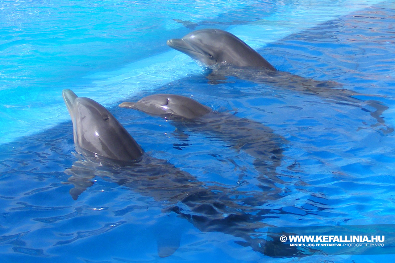 Delfinek Kefalónián, Görögországban